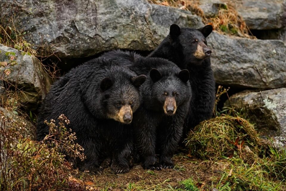 Do Bears Live in the Same Den Year After Year? NatureNibble