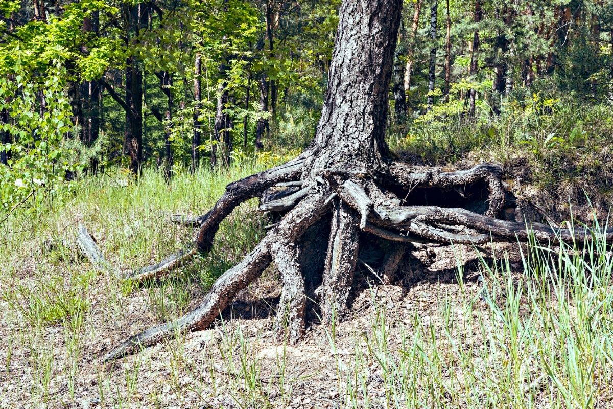 Pine tree roots in dune zone.