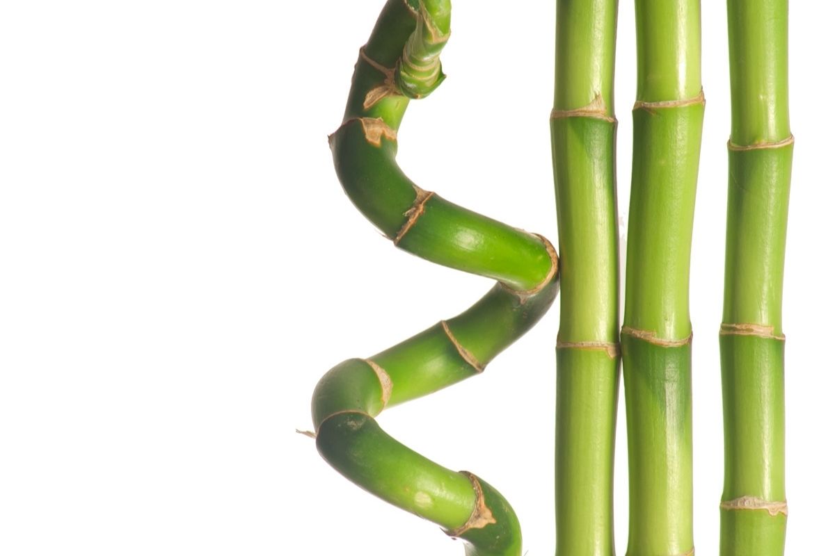 A straight bamboo with one spiral bamboo.