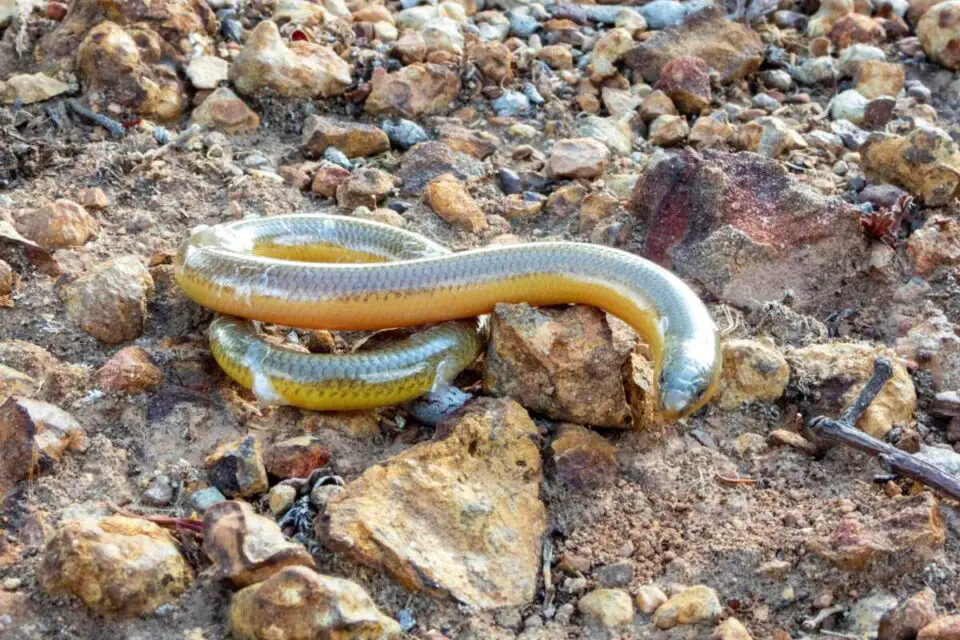 Do Legless Lizards Bite? NatureNibble