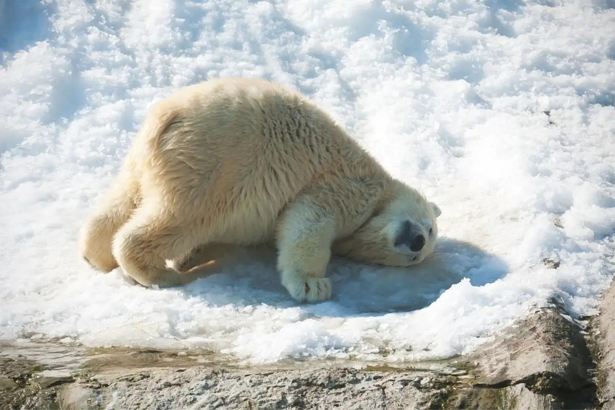 Nice photo of a cute polar bear.