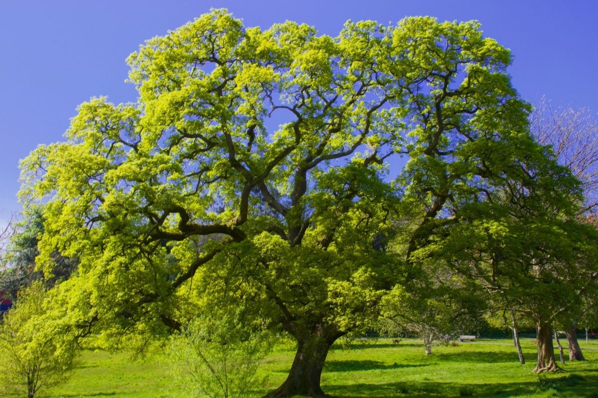 Oak tree at singleton park swansea.
