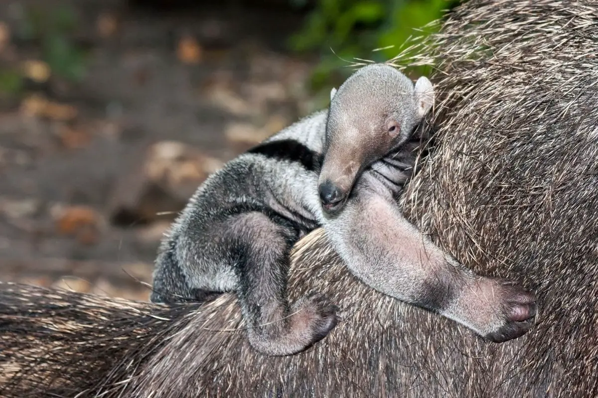 Giant anteater and her baby.
