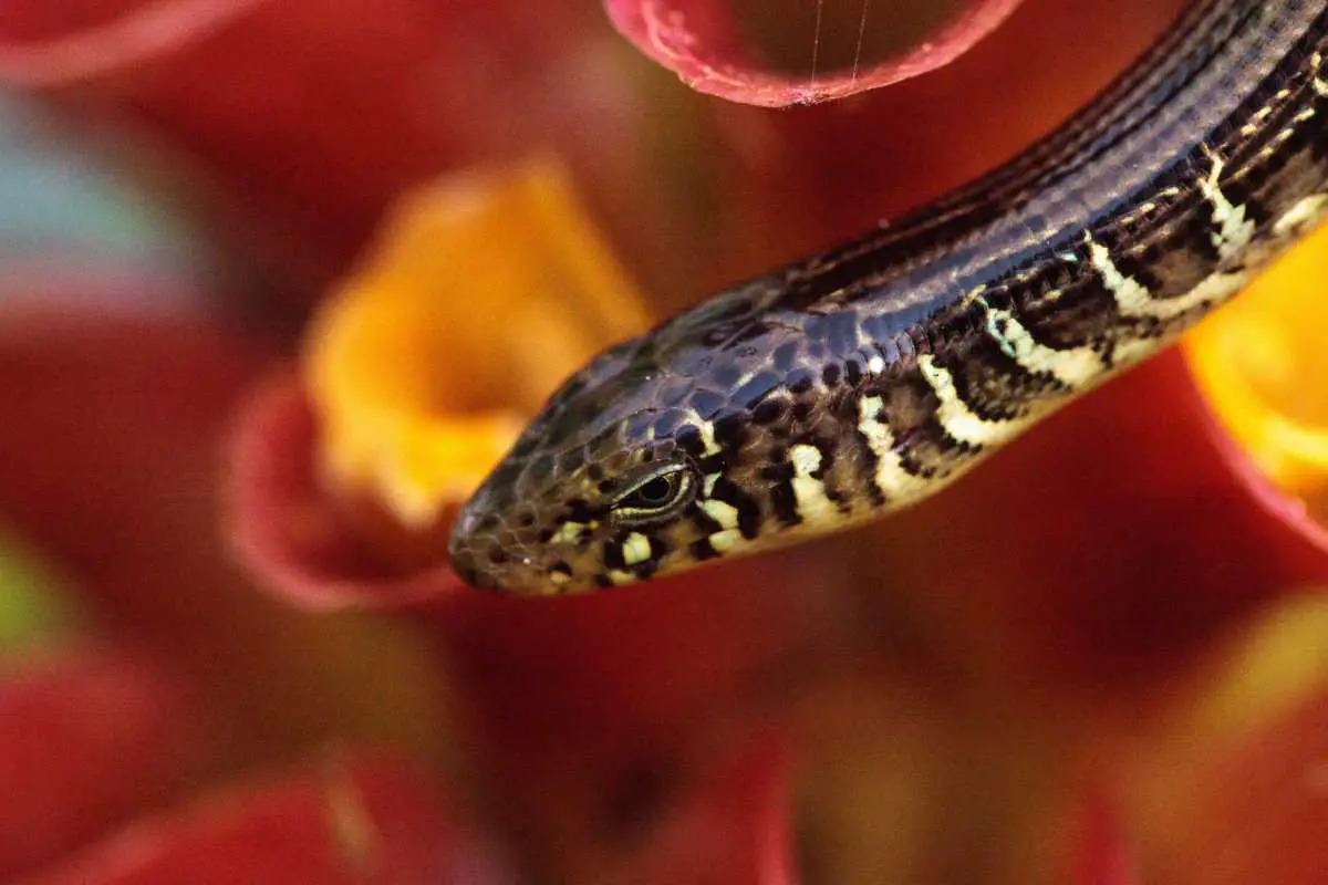 Close-up shot of island glass legless lizard.