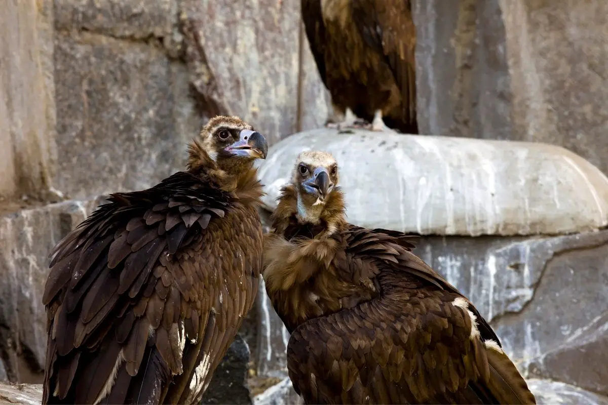 a close up shot of couple black vultures 