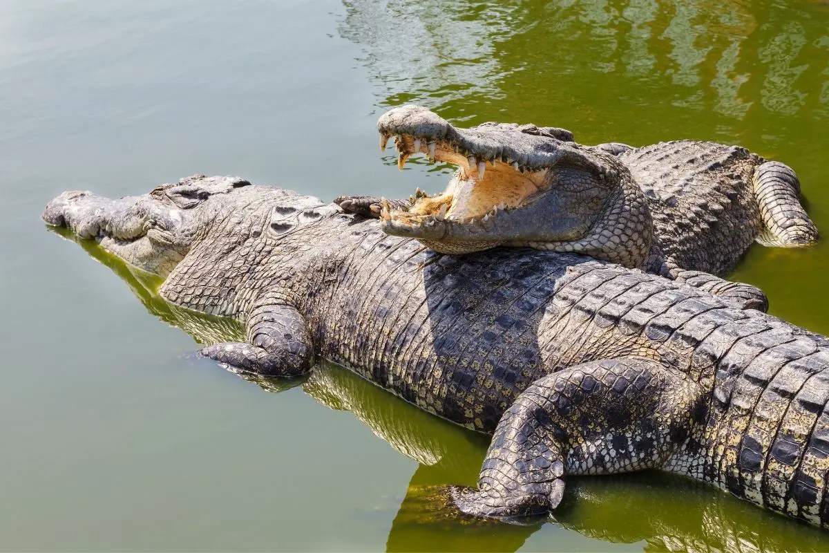 Two crocodiles on a river.