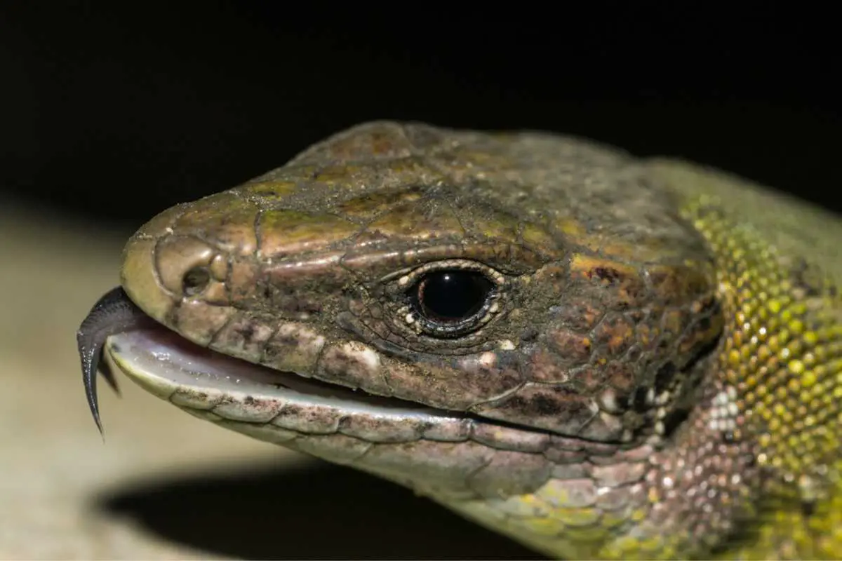 Western green lizard,macro close-up forked tongue.