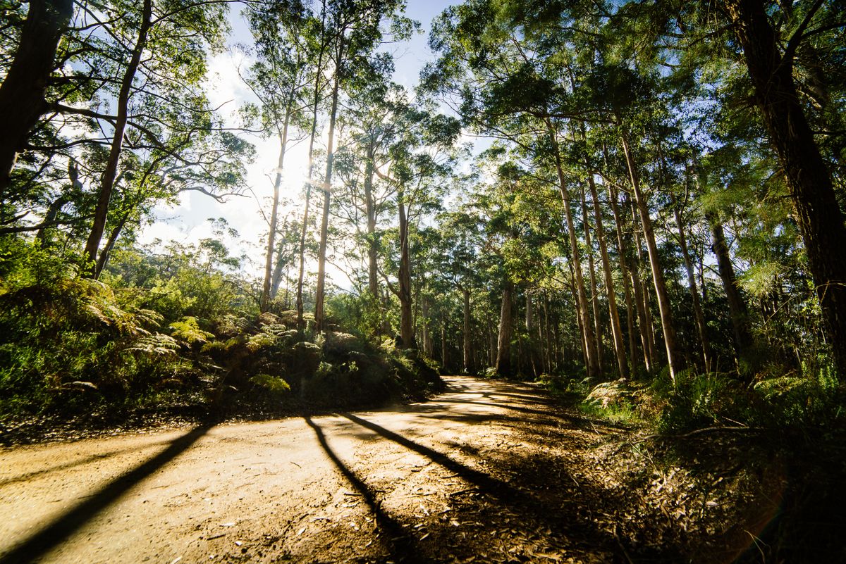 Boranup Karee forest in Western Australia.
