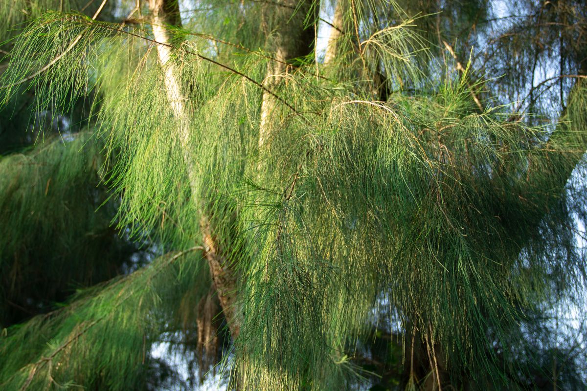 Casuarina trees growing in Australian forests.