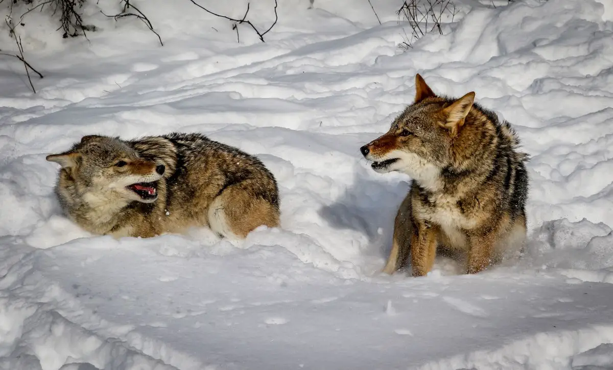 A couple of coyotes playing in the snow.