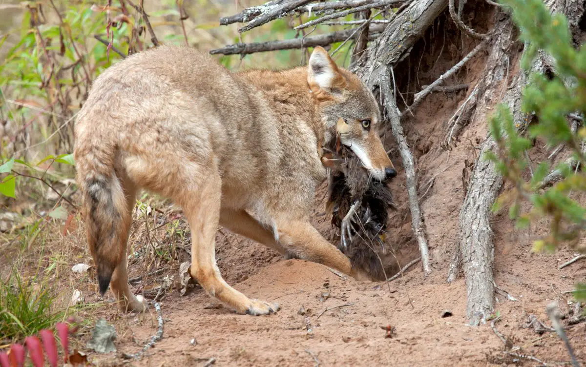 Coyote burying its food remains.