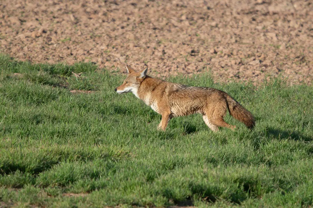 A coyote walking on a grass field.