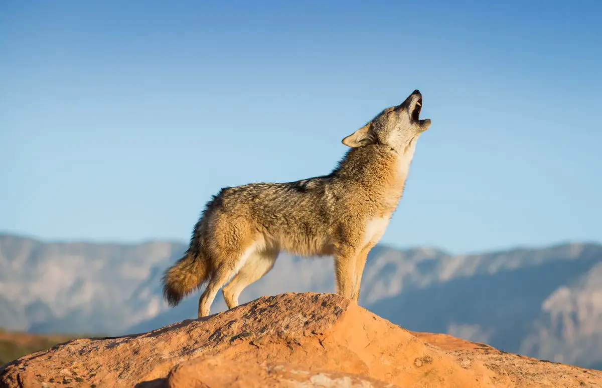 Coyote howling on top of a rock.