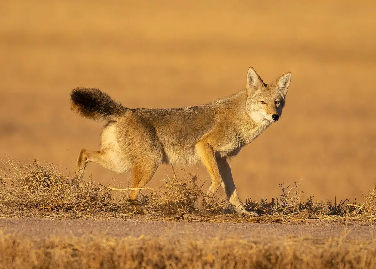 Coyote, running, hunting for food.