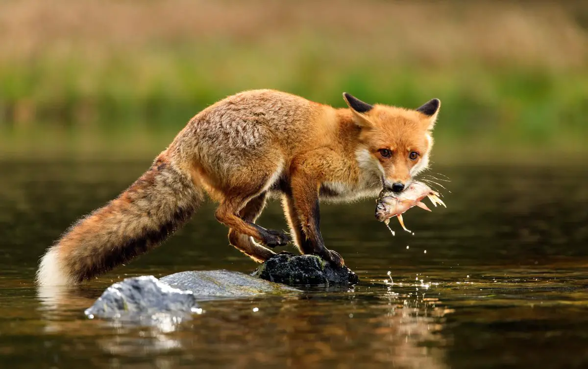 Fox hunting for food.