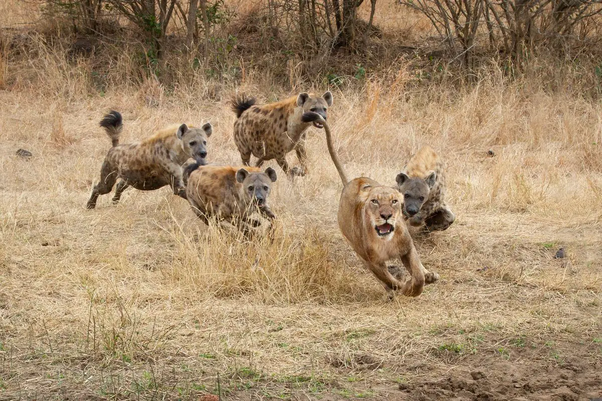 A pack of hyenas chasing a lioness.