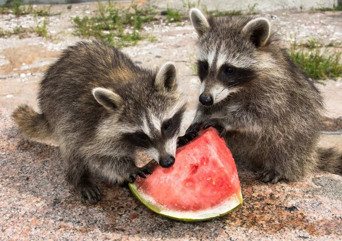 Baby racoons eating a watermelon.