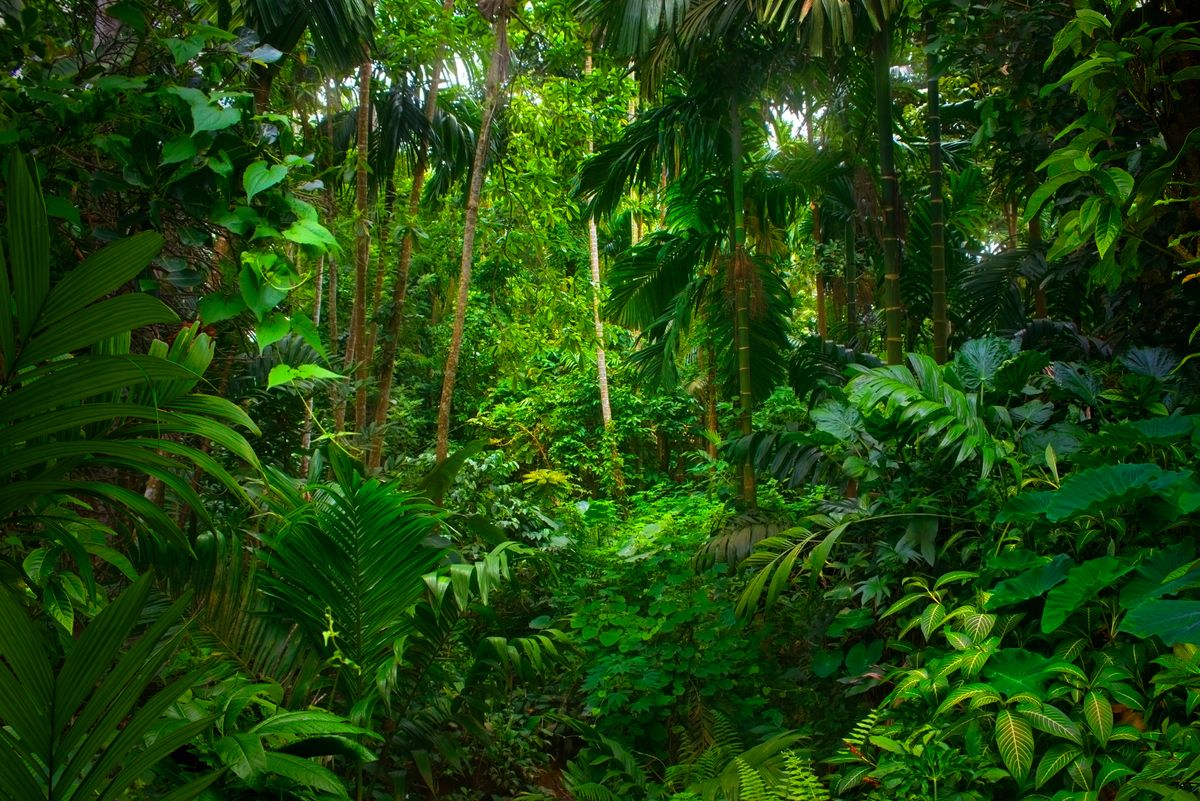 A dense tropical rainforest.