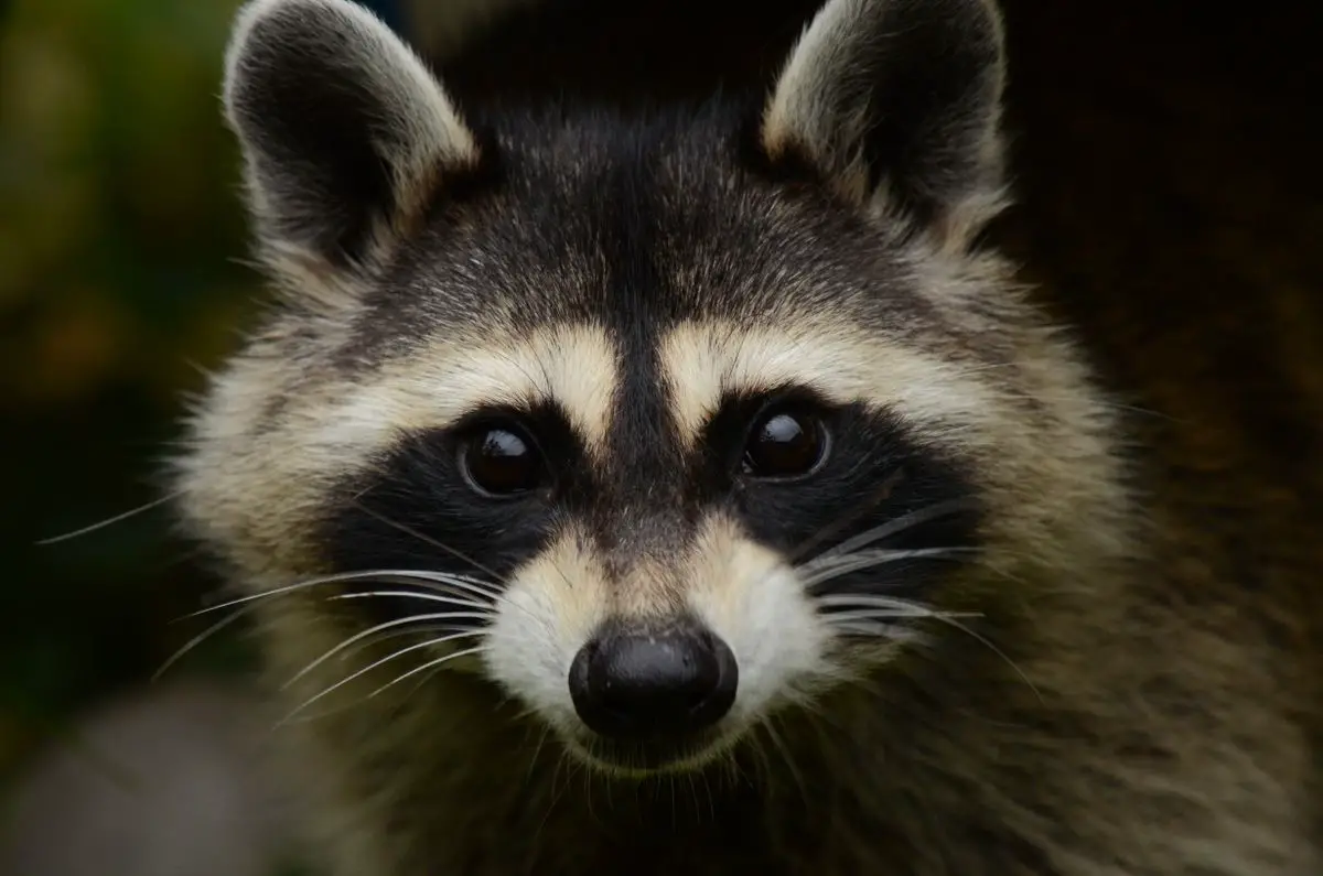 Racoon's face, focused shot.