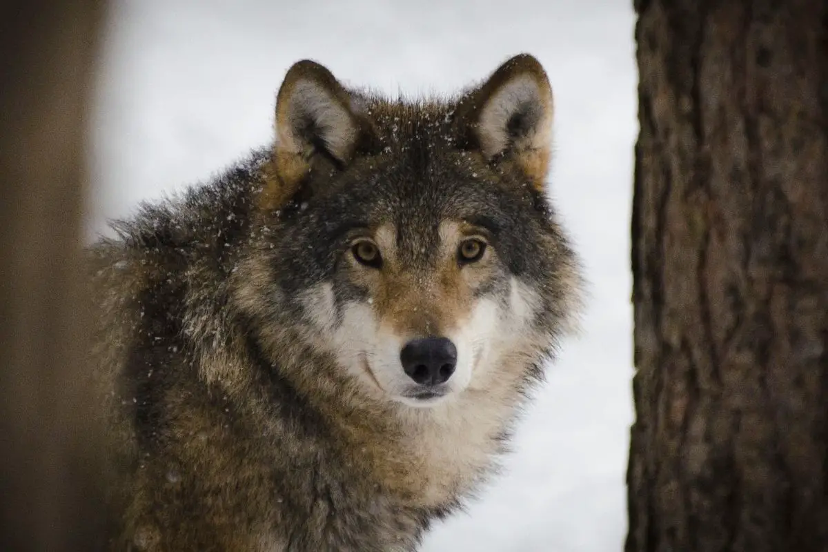 A confused reaction of a wolf during winter.