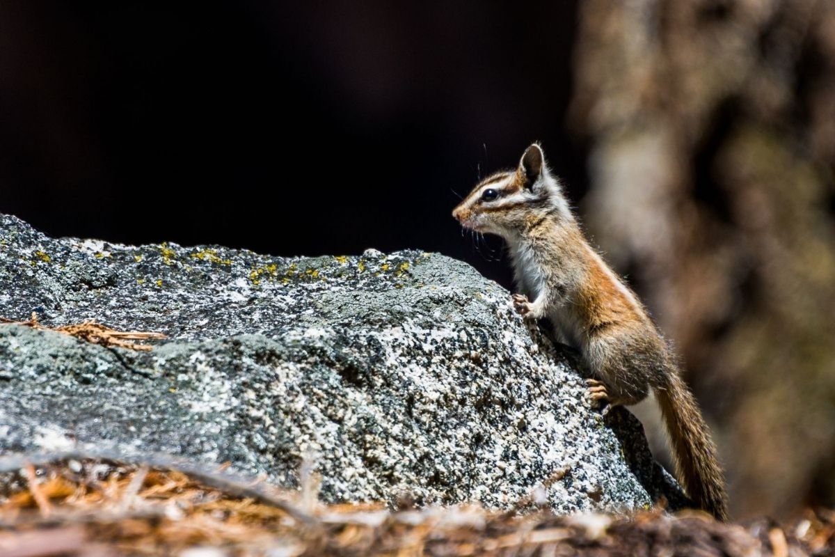 A side view of a California Chipmunk