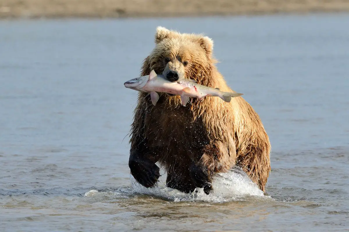 A giant grizzly bear catches salmon.