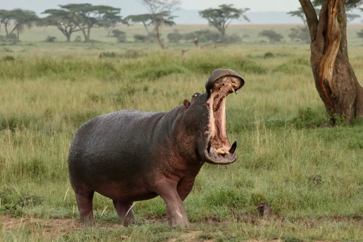 A hungry hippo in a grass field.