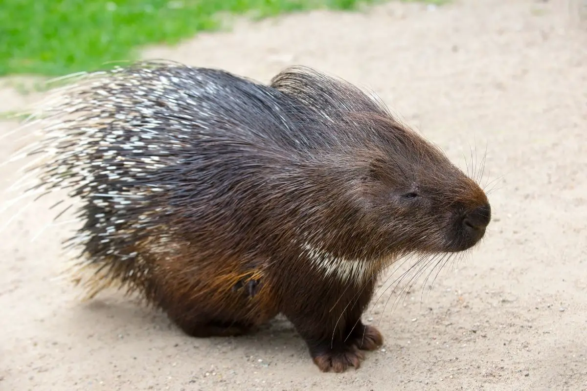 27 Different Types of Porcupines - NatureNibble