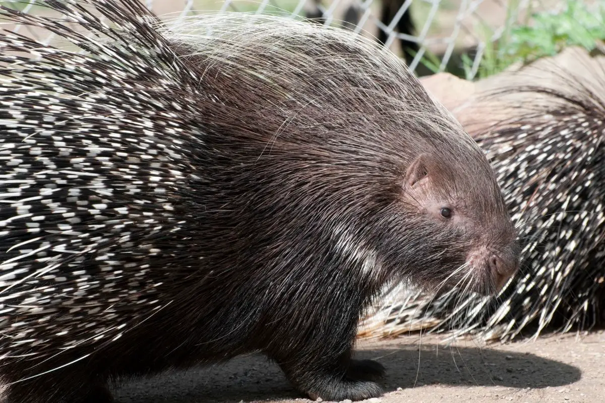 Sideview of an African crested porcupine.
