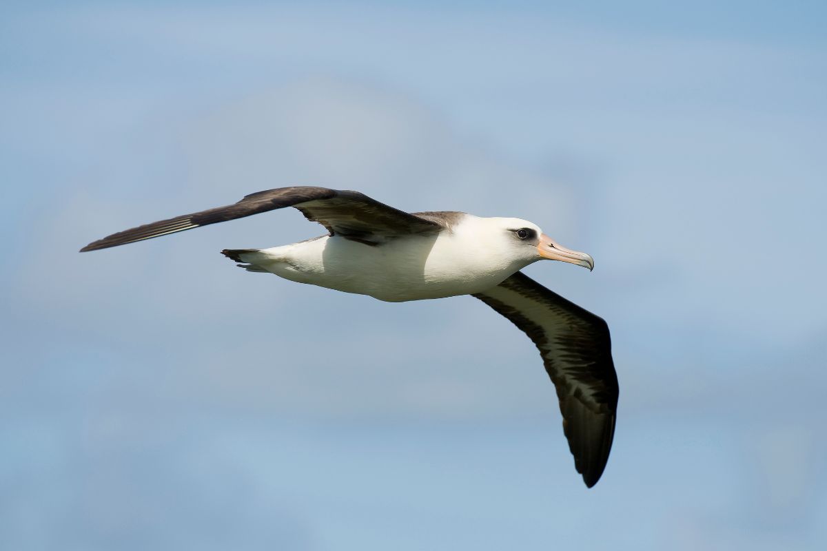 A flying laysan albatross in the sky.