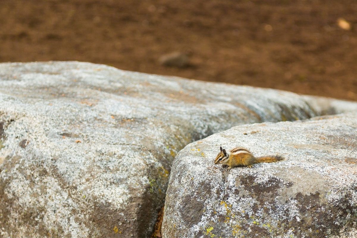 An Alpine Chipmunk sitting on the rock.