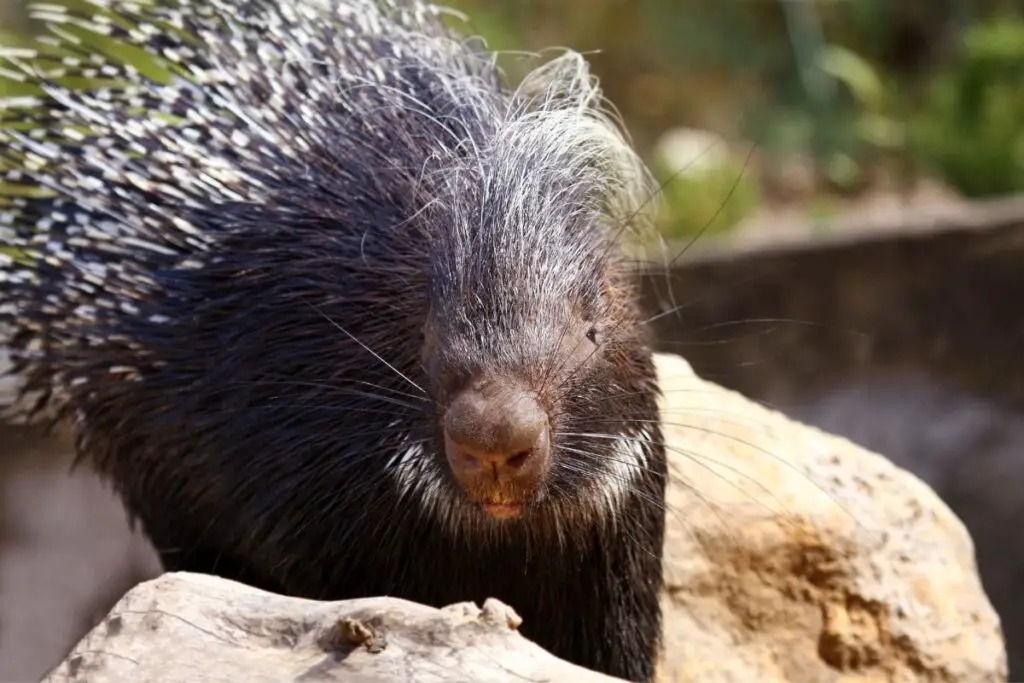 How Many Teeth Do Porcupines Have? | NatureNibble