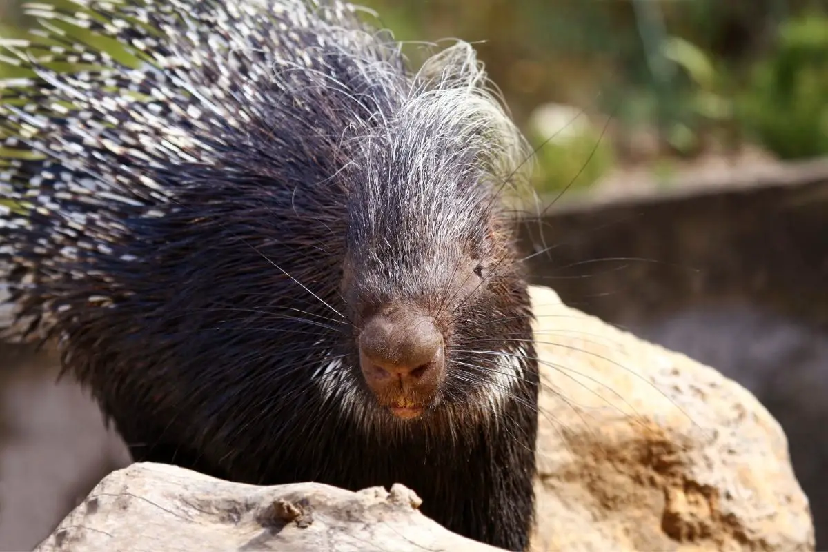 A portrait of porcupine on a sunny day.