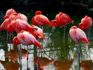 severeal colorful pin flamingoes standing in a water.