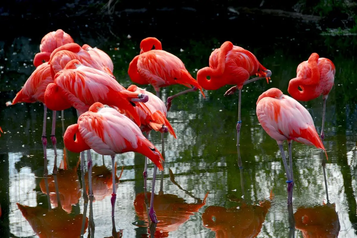 Are Flamingos Pink If Not What Other Colors Are They 04192022 