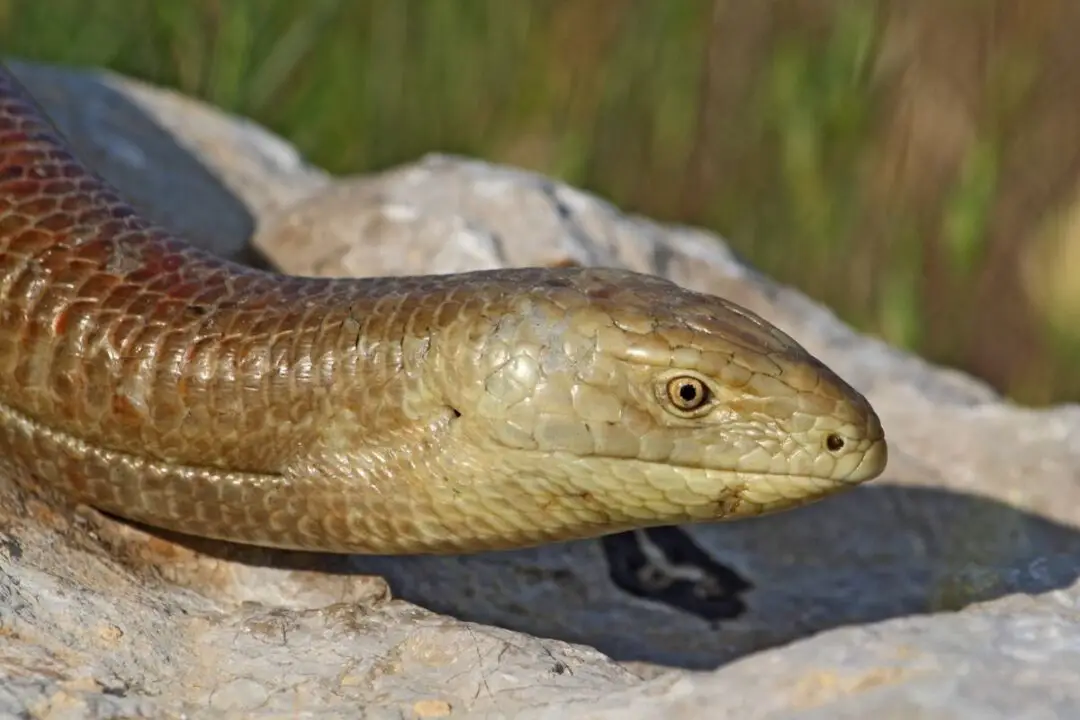 How Do Legless Lizards Move? Survive? - NatureNibble