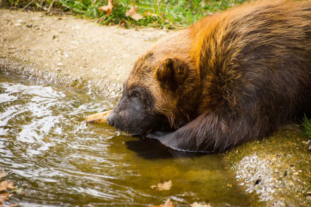 An adult wolverine touched the water surface.