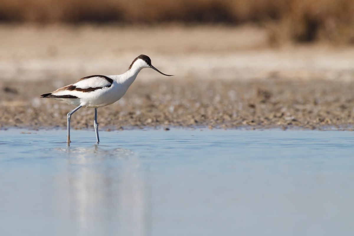 Avocet waiting for his prey in their natural environment.