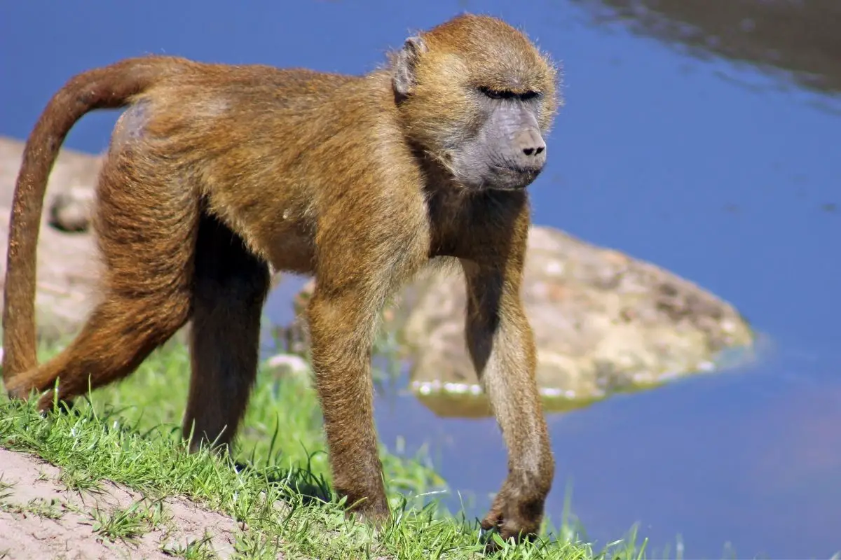 A close-up photo of a baboon at the zoo.