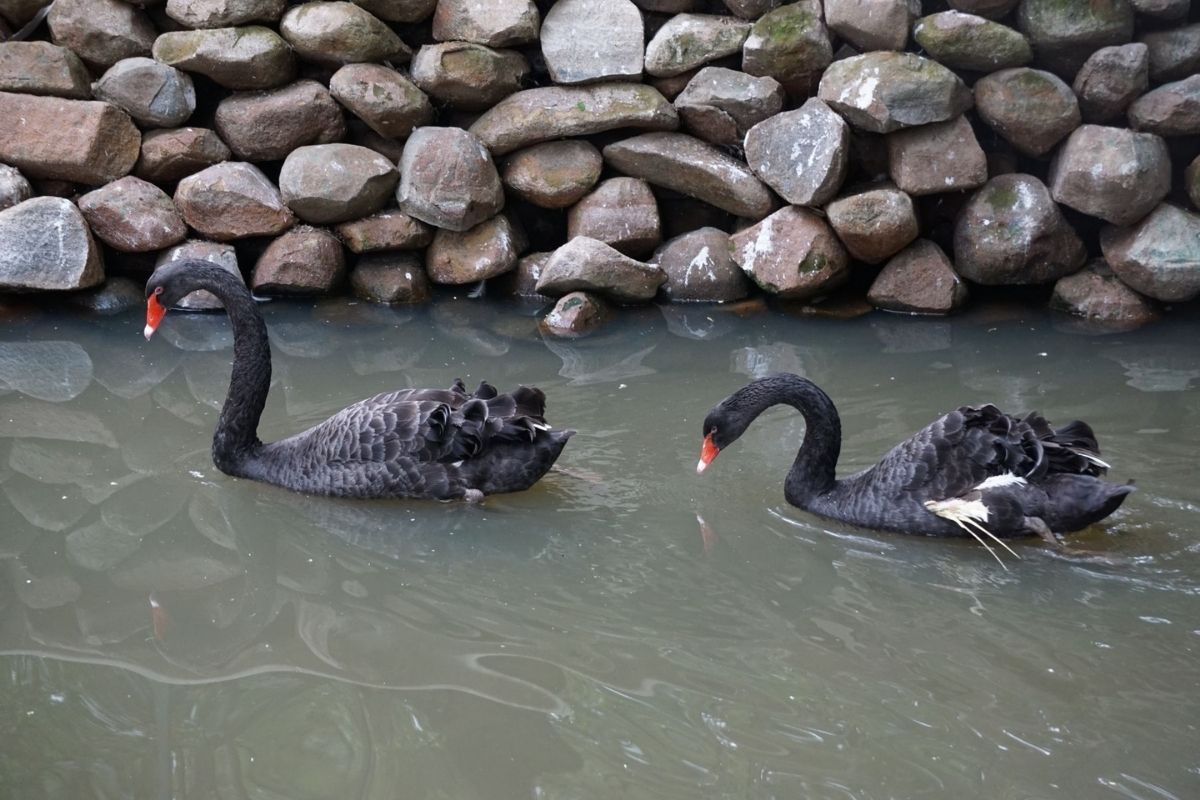 Long beak birds enjoying their swim on a pond.
