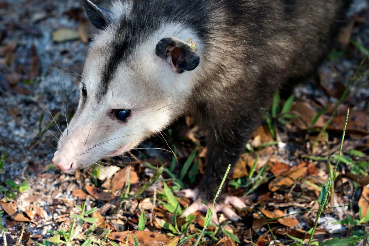 Opossum in the field and enjoying its environment.