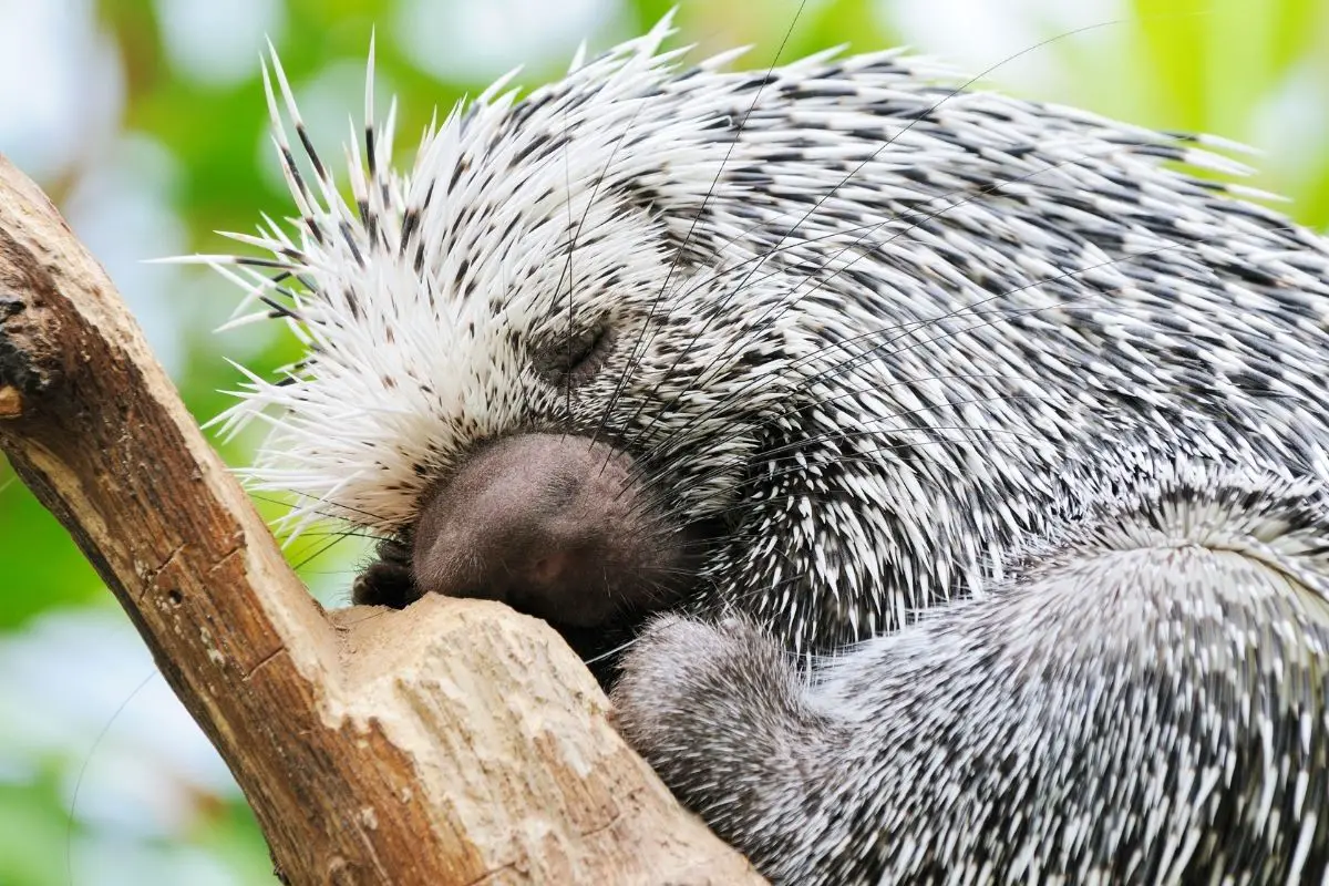 A Brazilian porcupine having his rest on a trunk.