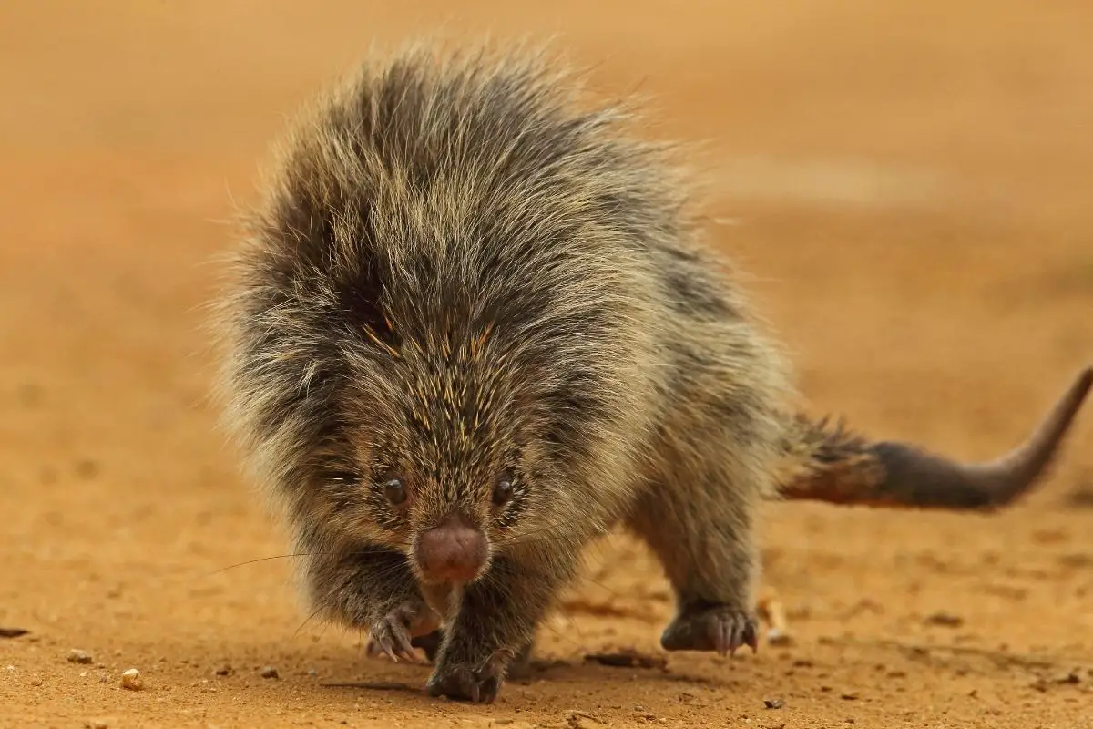 A brown hairy dwarf porcupine walking on track.