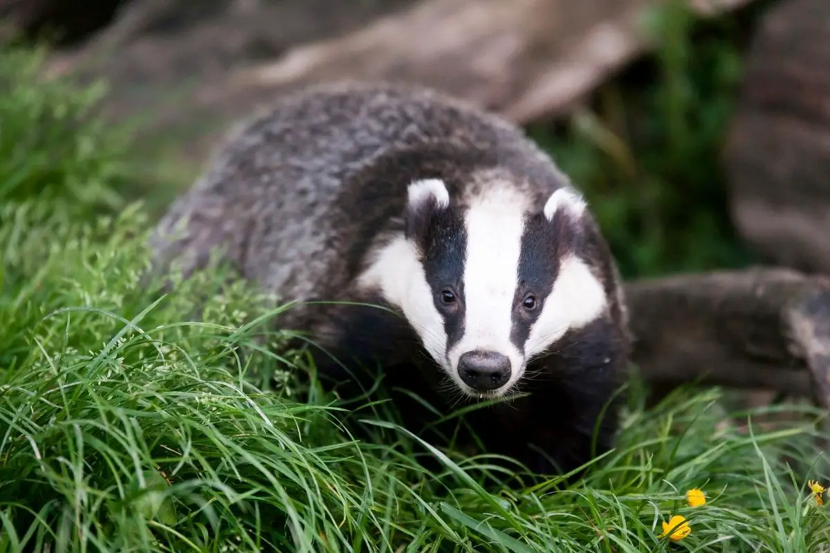 A portrait photo of badger on a green grass.