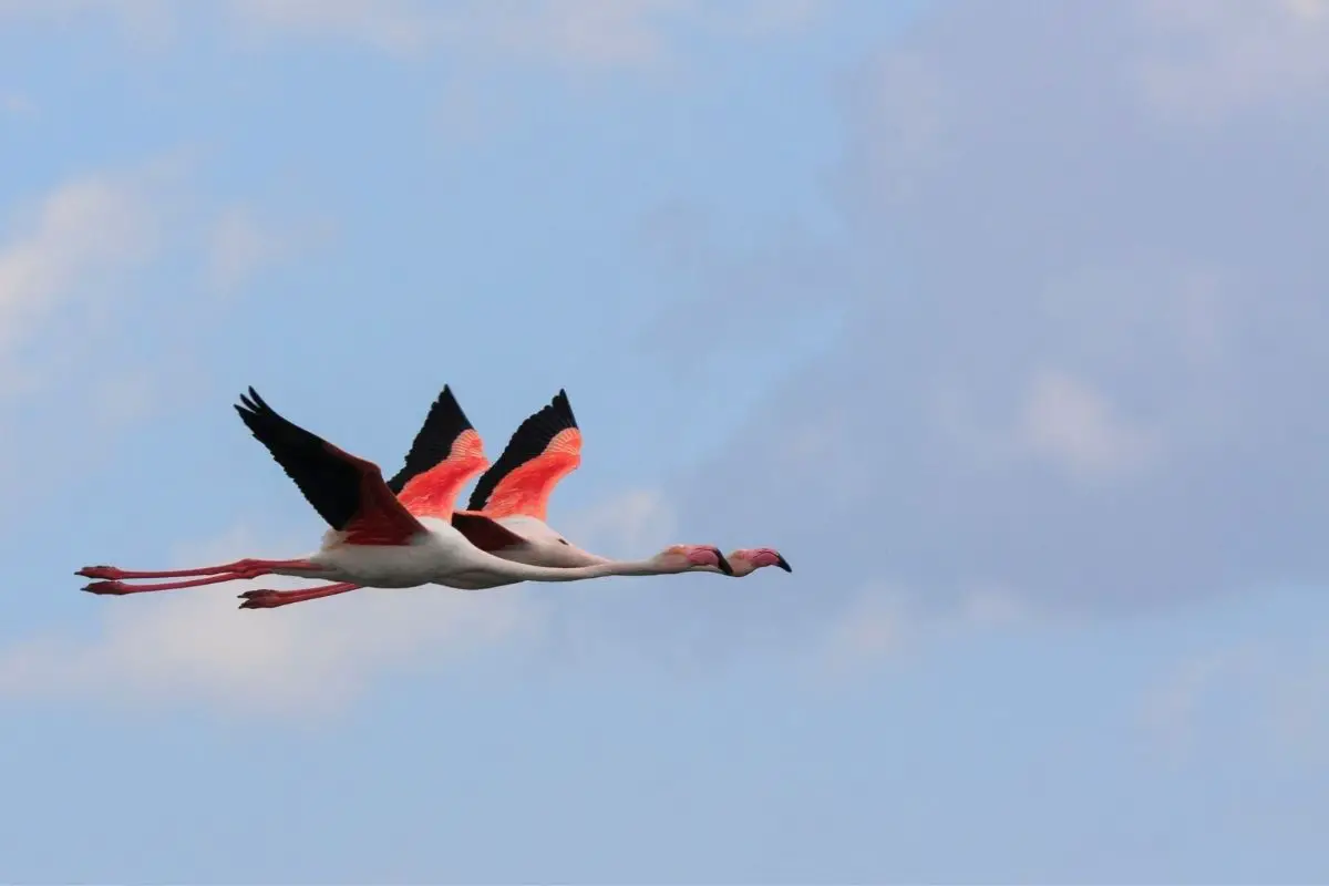 Two Flamingos flying in the sky.