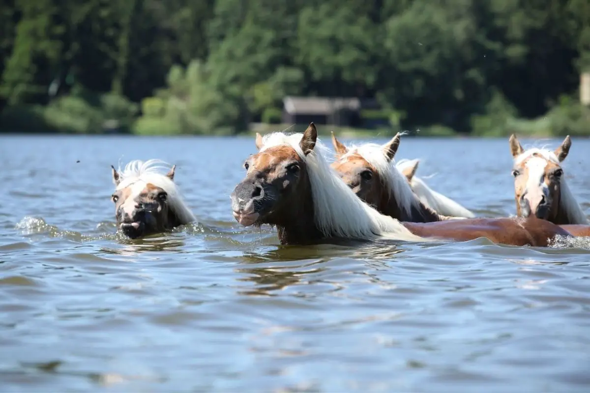 A group of horses swims in the water in summer.
