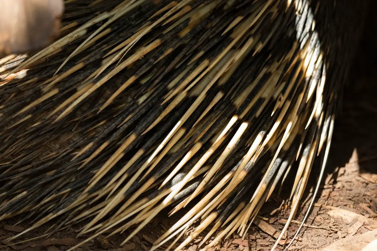 A zoomed image of a porcupine quills.