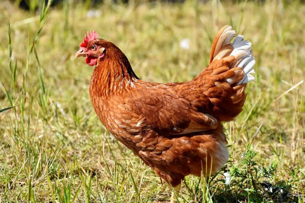 A healthy brown Chicken in the farm.