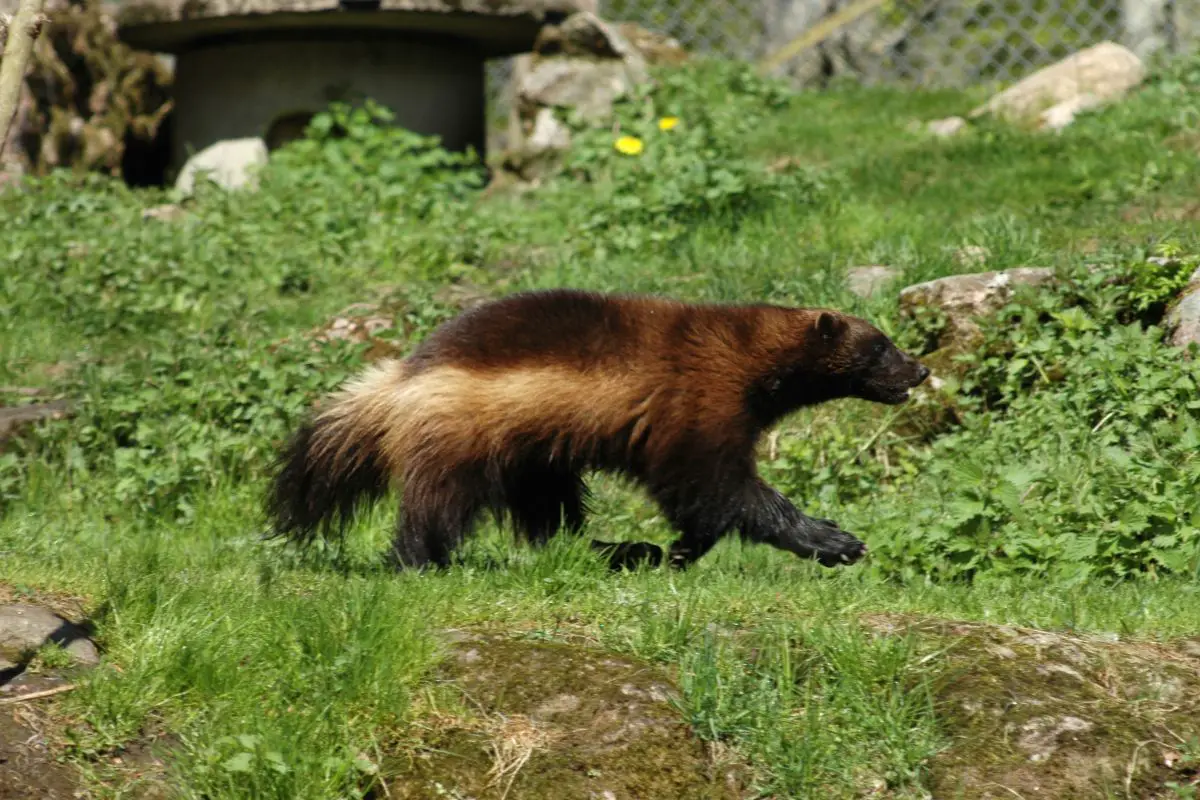 A wolverine walking on the green grass.