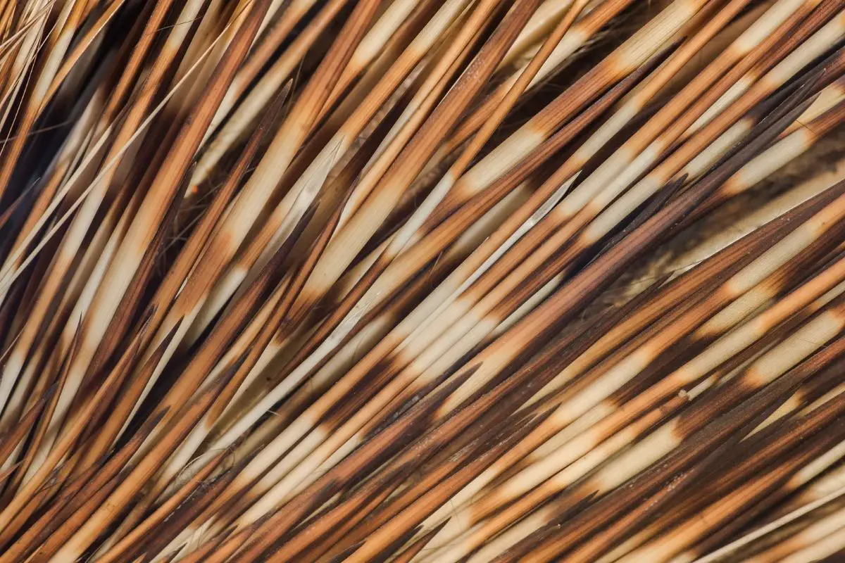 Close-up photo of strands of Porcupine quills.